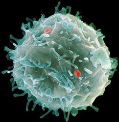 Scientists clone the first human embryonic stem cells